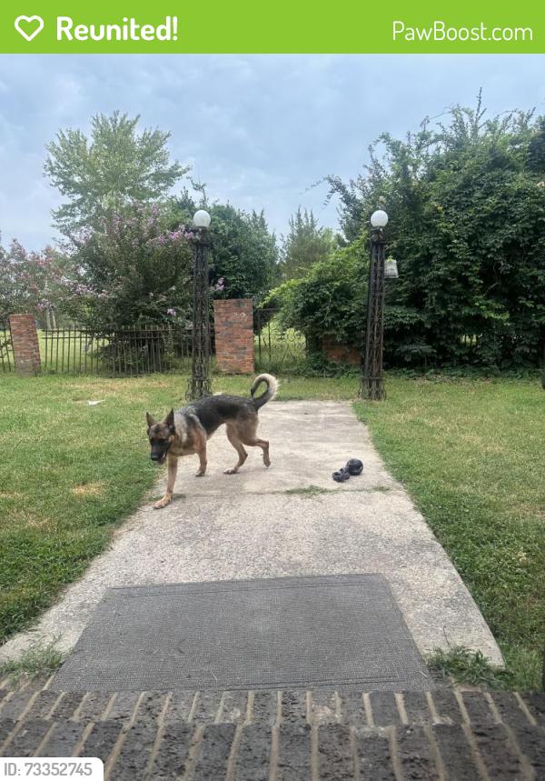 Reunited Female Dog last seen New Day Church, Bame Road, Sandy Ridge Rd, High Point, NC 27265