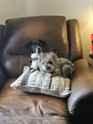 Reunited Female Dog last seen Near Spring Lake Rd, Waco, TX 76705, USA, Waco, TX 76705