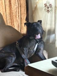 Lost Male Dog last seen hwy 53, Alpine, AR 71921