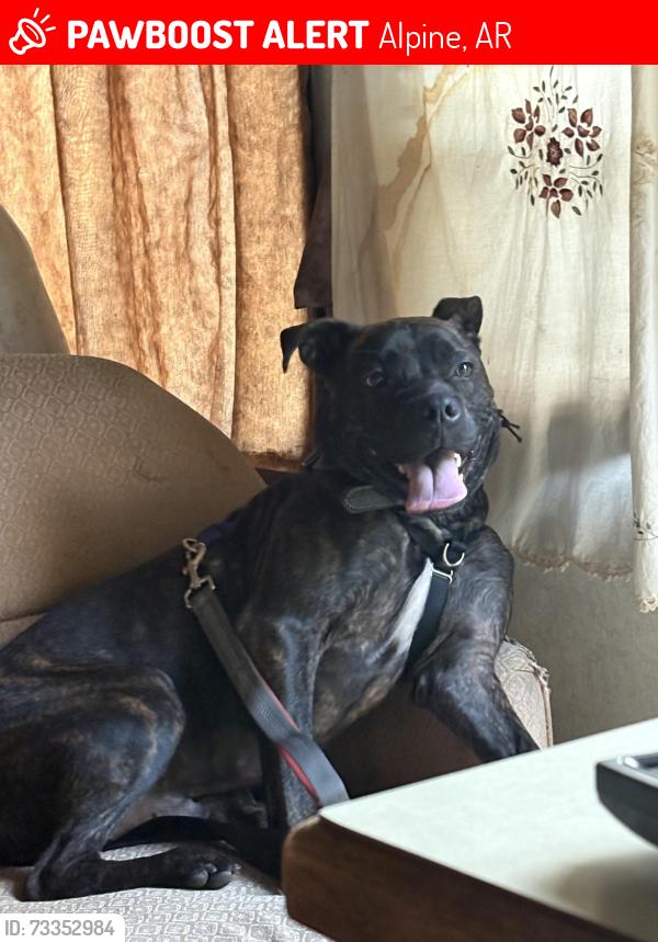 Lost Male Dog last seen hwy 53, Alpine, AR 71921