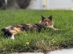 Lost Female Cat last seen Dearborn and Stratford, Salt Lake City, UT 84106