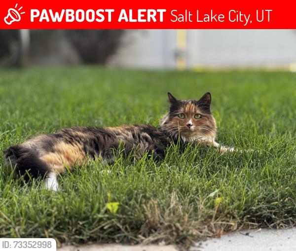 Lost Female Cat last seen Dearborn and Stratford, Salt Lake City, UT 84106