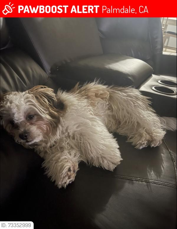 Lost Male Dog last seen 35th & S, Palmdale, CA 93550