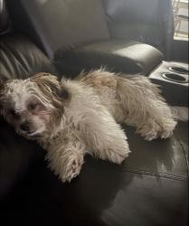 Lost Male Dog last seen 35th & S, Palmdale, CA 93550