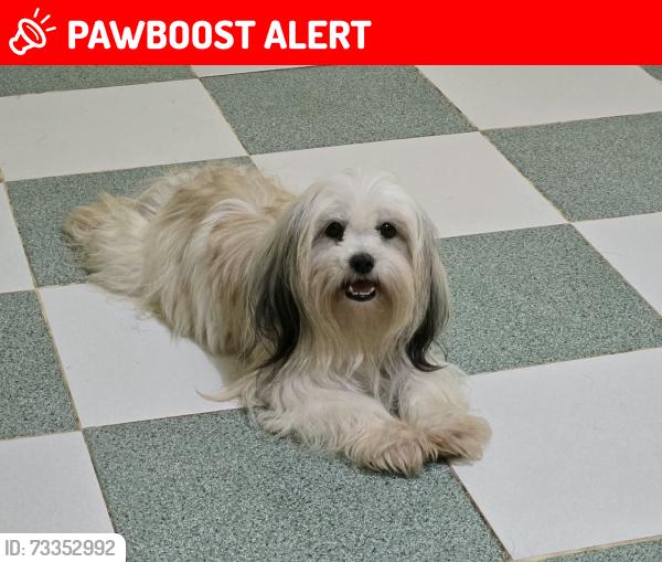 Lost Female Dog last seen Av. El quemado, sector 7, Acapulco Guerrero, Acapulco de Juárez, Gro. 39750