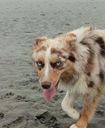 Reunited Male Dog last seen Track Rd and Bowmont Rd, Nampa, ID 83686