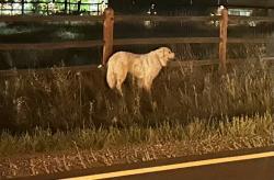 Found/Stray Unknown Dog last seen W 154th Ave and Huron Street, Broomfield, CO 80023