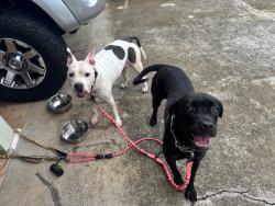 Found/Stray Male Dog last seen Ulumu st, Kailua HI 96734, Kailua, HI 96734