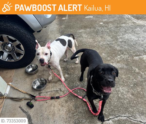 Found/Stray Male Dog last seen Ulumu st, Kailua HI 96734, Kailua, HI 96734