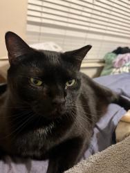 Lost Male Cat last seen Near campus point ct, Charlotte, NC 28262