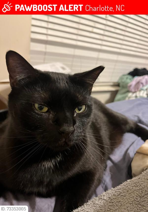 Lost Male Cat last seen Near campus point ct, Charlotte, NC 28262