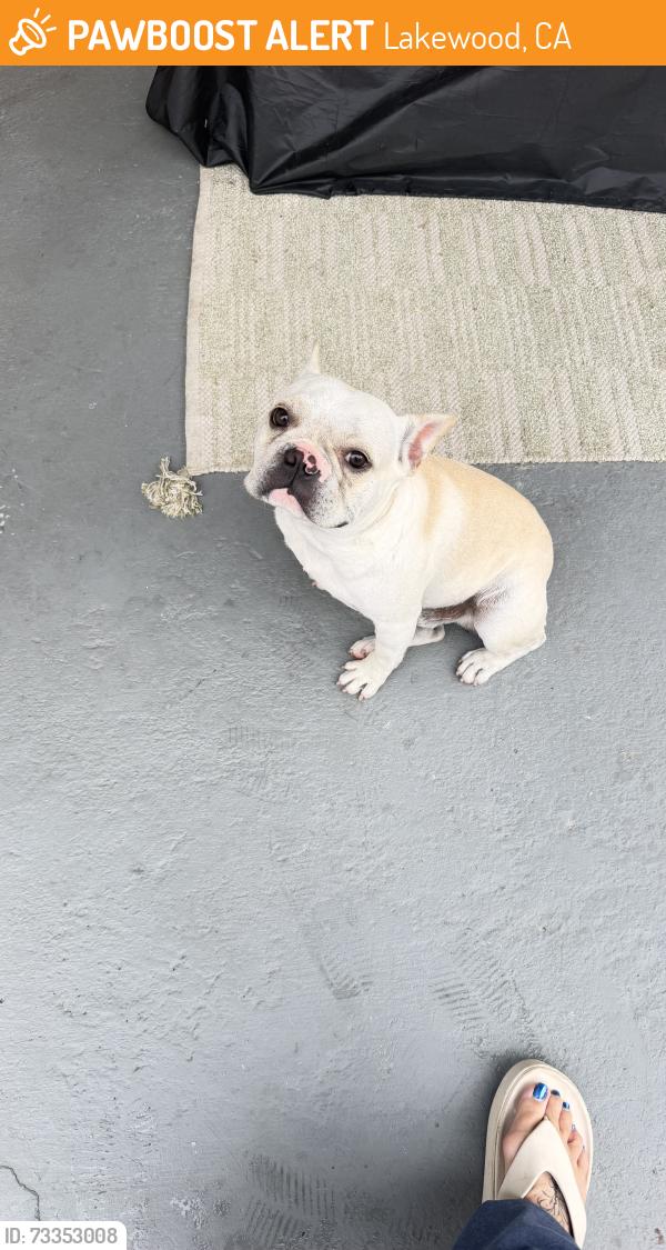 Found/Stray Male Dog last seen Dagwood Ave, Lakewood, CA 90712