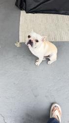 Found/Stray Male Dog last seen Dagwood Ave, Lakewood, CA 90712