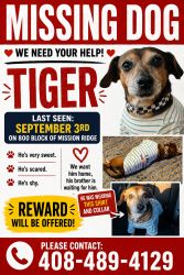 Lost Male Dog last seen Locust Ave, Manteca, CA 95337