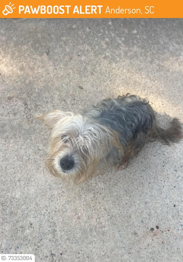 Found/Stray Male Dog last seen Chestnut blvd & Poplar, Anderson, SC 29625