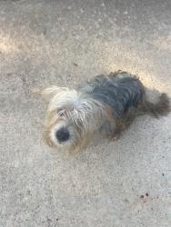 Found/Stray Male Dog last seen Chestnut blvd & Poplar, Anderson, SC 29625