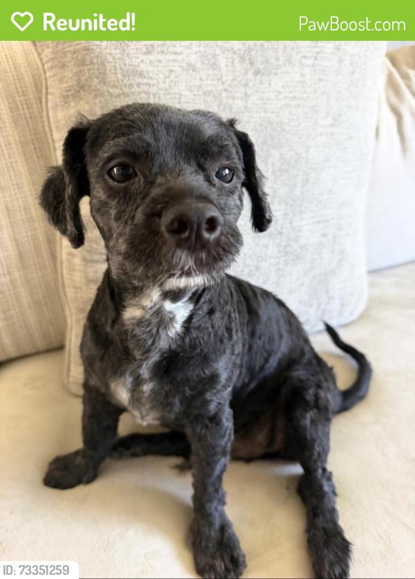 Reunited Male Dog last seen Near Gary high school, Pomona, CA 91766