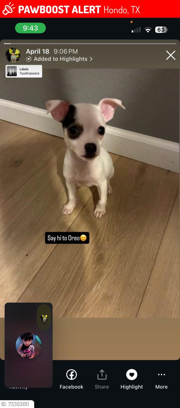 Lost Female Dog last seen Hondo TX, Hondo, TX 78861