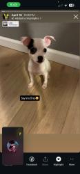 Lost Female Dog last seen Hondo TX, Hondo, TX 78861