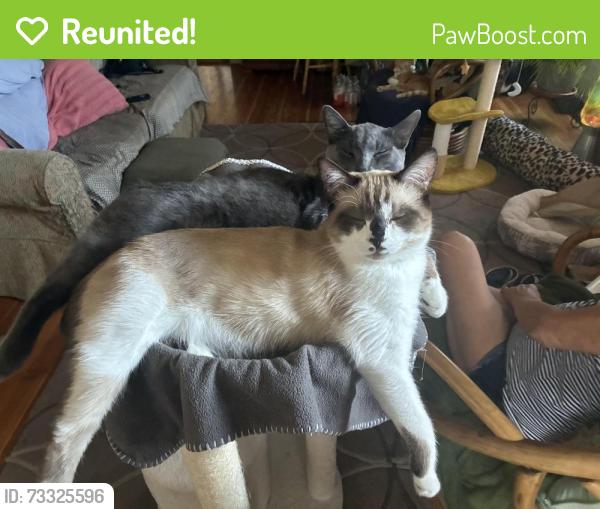 Reunited Male Cat last seen Prater St and 15th, Sparks, NV 89431