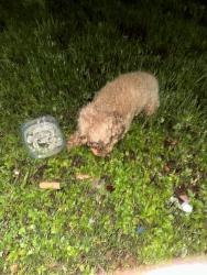 Found/Stray Female Dog last seen Near nw 17th avenue, Opa-locka, FL 33054