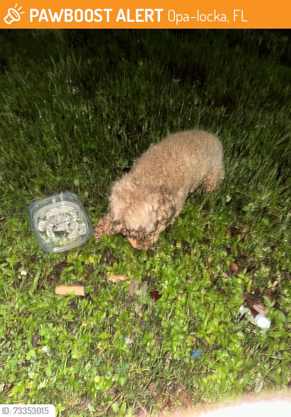 Found/Stray Female Dog last seen Near nw 17th avenue, Opa-locka, FL 33054