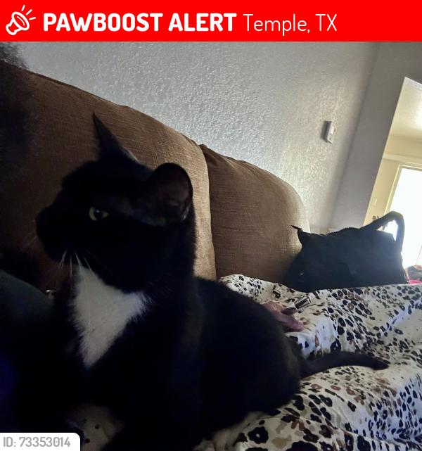 Lost Male Cat last seen Poison oak, Pea Ridge Road, Hogan , Waco Rd, Temple, TX 76502