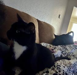Lost Male Cat last seen Poison oak, Pea Ridge Road, Hogan , Waco Rd, Temple, TX 76502