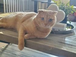 Lost Male Cat last seen Westwood crescent, Sylvan Lake, AB 