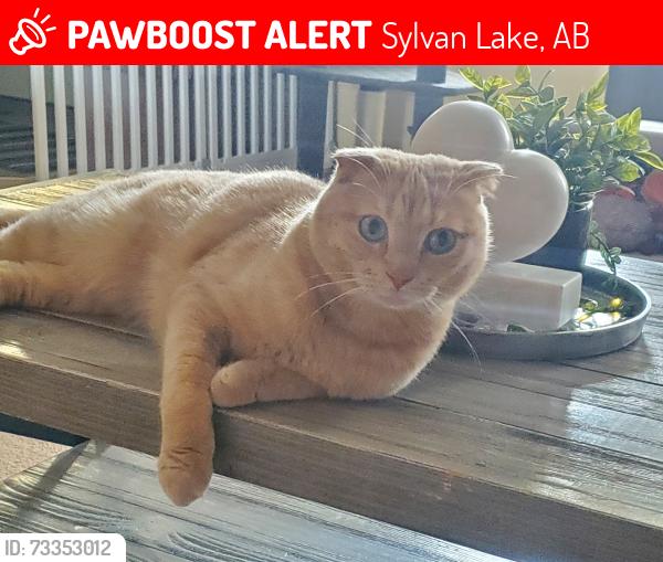 Lost Male Cat last seen Westwood crescent, Sylvan Lake, AB 