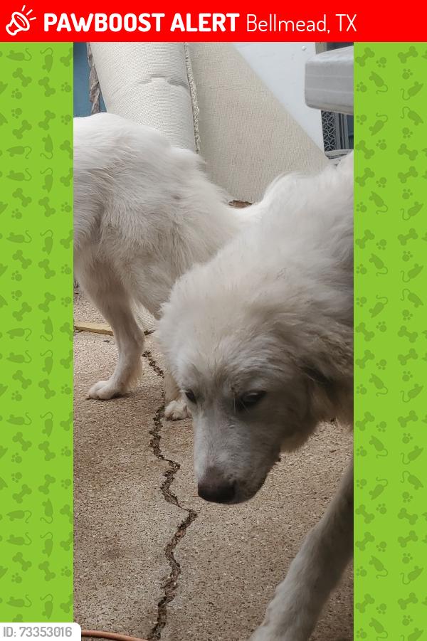 Lost Male Dog last seen Lewis an Latimer, Bellmead, TX 76705