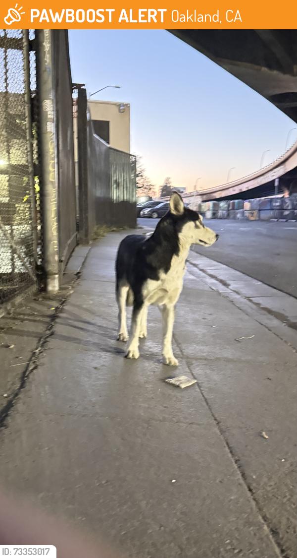 Found/Stray Unknown Dog last seen Under the overpass, possibly moving along the train tracks in either, Oakland, CA 94606