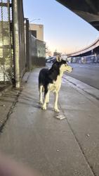 Found/Stray Unknown Dog last seen Under the overpass, possibly moving along the train tracks in either, Oakland, CA 94606
