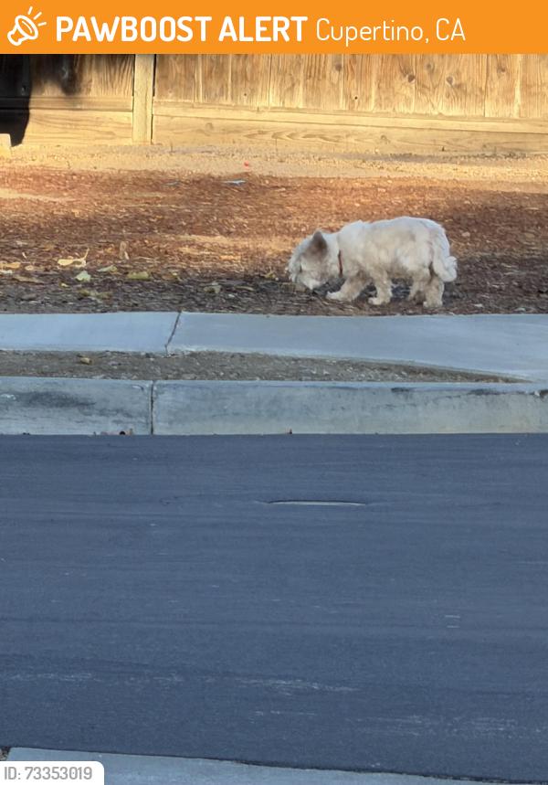 Found/Stray Unknown Dog last seen Pasadena and olive ave, Cupertino, CA 95014