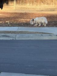 Found/Stray Unknown Dog last seen Pasadena and olive ave, Cupertino, CA 95014