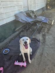 Reunited Female Dog last seen Grayson rd, Modesto, CA 95358