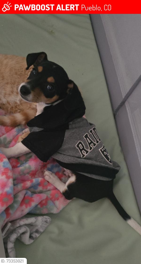 Lost Male Dog last seen Thatcher, Pueblo, CO 81005
