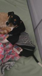 Lost Male Dog last seen Thatcher, Pueblo, CO 81005
