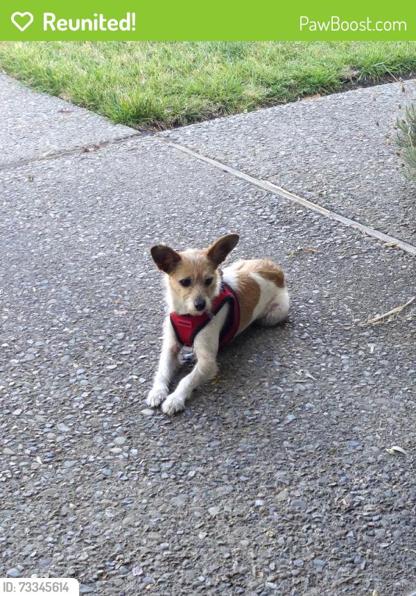 Reunited Female Dog last seen Northridge & Windemere, Stockton, CA 95209