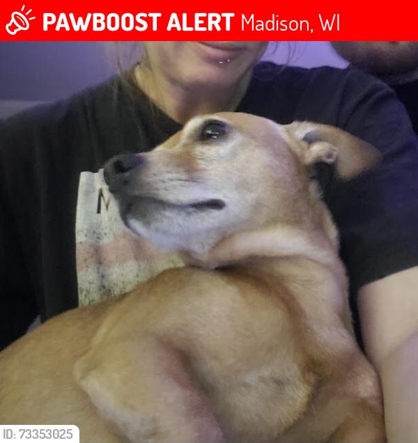 Lost Male Dog last seen N walbridge ave, Madison, WI 53714