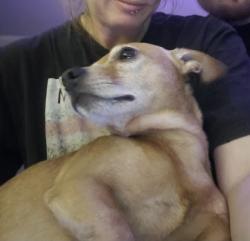 Lost Male Dog last seen N walbridge ave, Madison, WI 53714