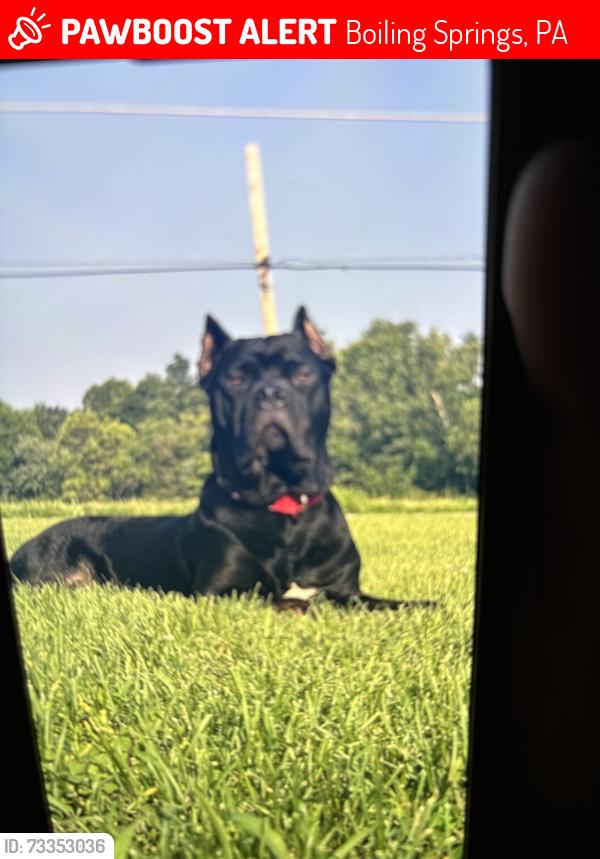 Lost Male Dog last seen Park drive, Boiling Springs, PA 17007