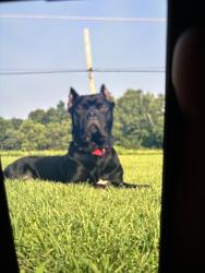 Lost Male Dog last seen Park drive, Boiling Springs, PA 17007