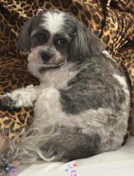 Reunited Female Dog last seen Byron Ave and Keil Street in Elmont, Elmont, NY 11003
