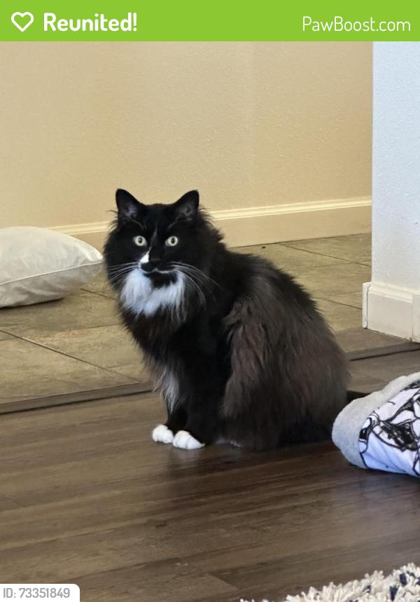 Reunited Male Cat last seen Redstone/Longsword, Crestview, FL 32539