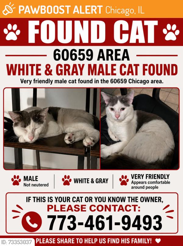 Found/Stray Male Cat last seen Talman and Granville, Chicago, IL 60659