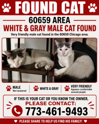 Found/Stray Male Cat last seen Talman and Granville, Chicago, IL 60659
