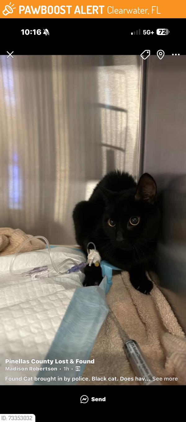 Found/Stray Male Cat last seen Wawa on Gulf to Bay Blvd., Clearwater, FL 33765