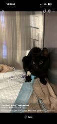Found/Stray Male Cat last seen Wawa on Gulf to Bay Blvd., Clearwater, FL 33765