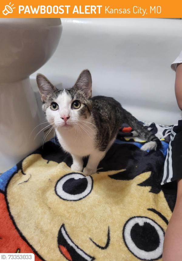 Found/Stray Male Cat last seen Park ave and 63rd st, Kansas City, MO 64130